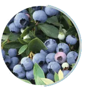 bilberry-neuro-surge