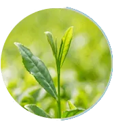 greentea-neuro-surge